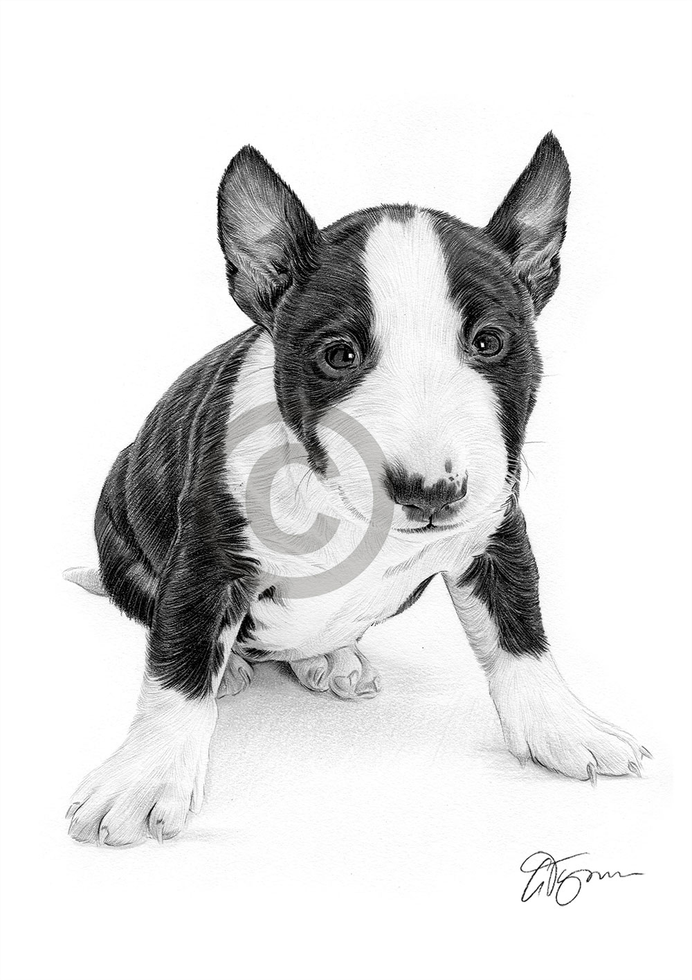 Pencil drawing of an English Bull Terrier puppy Pencil drawing of an English Bull Terrier puppy by artist Gary Tymon