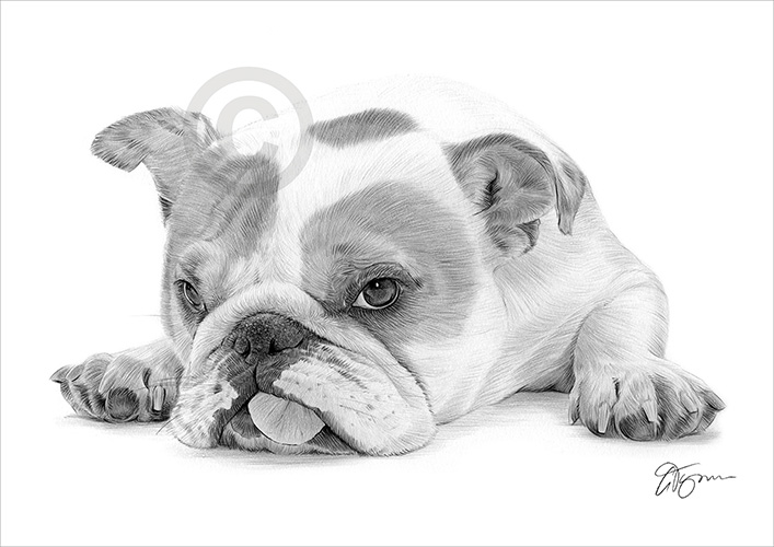 Pencil drawing of a young English Bulldog puppy