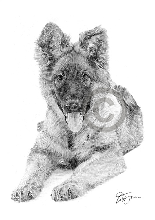 Pencil drawing of a German Shepherd puppy