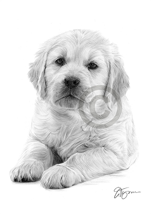 Pencil drawing of a Golden Retriever puppy