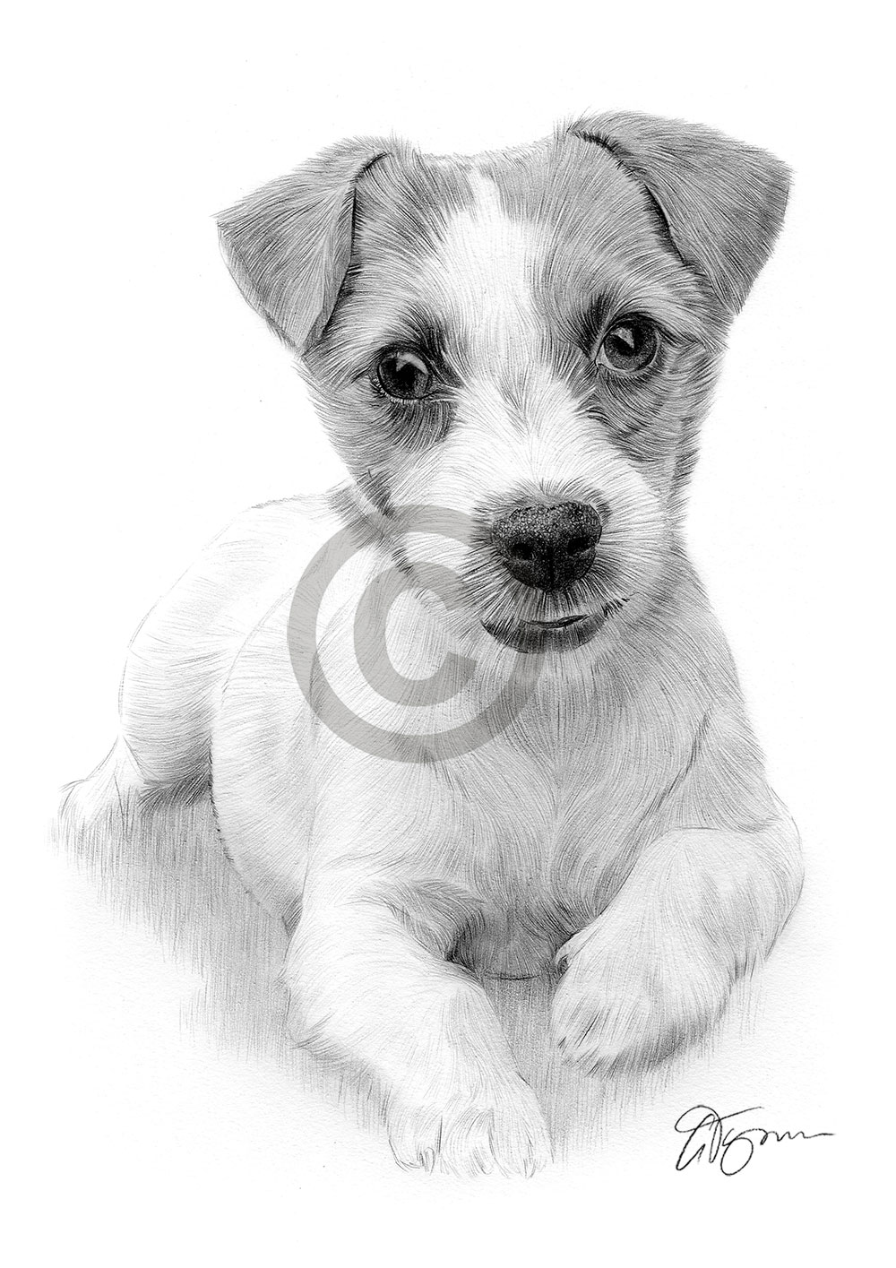 Pencil drawing of a Jack Russell Terrier puppy Pencil drawing of a Jack Russell Terrier puppy by artist Gary Tymon