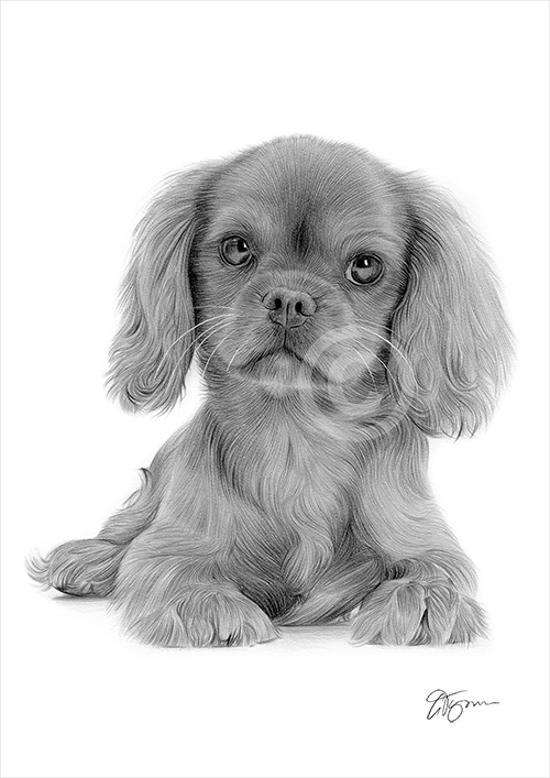 Pencil drawing of a young King Charles Spaniel puppy