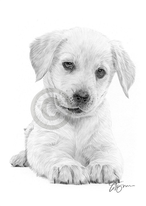 Pencil drawing of a Labrador Retriever puppy