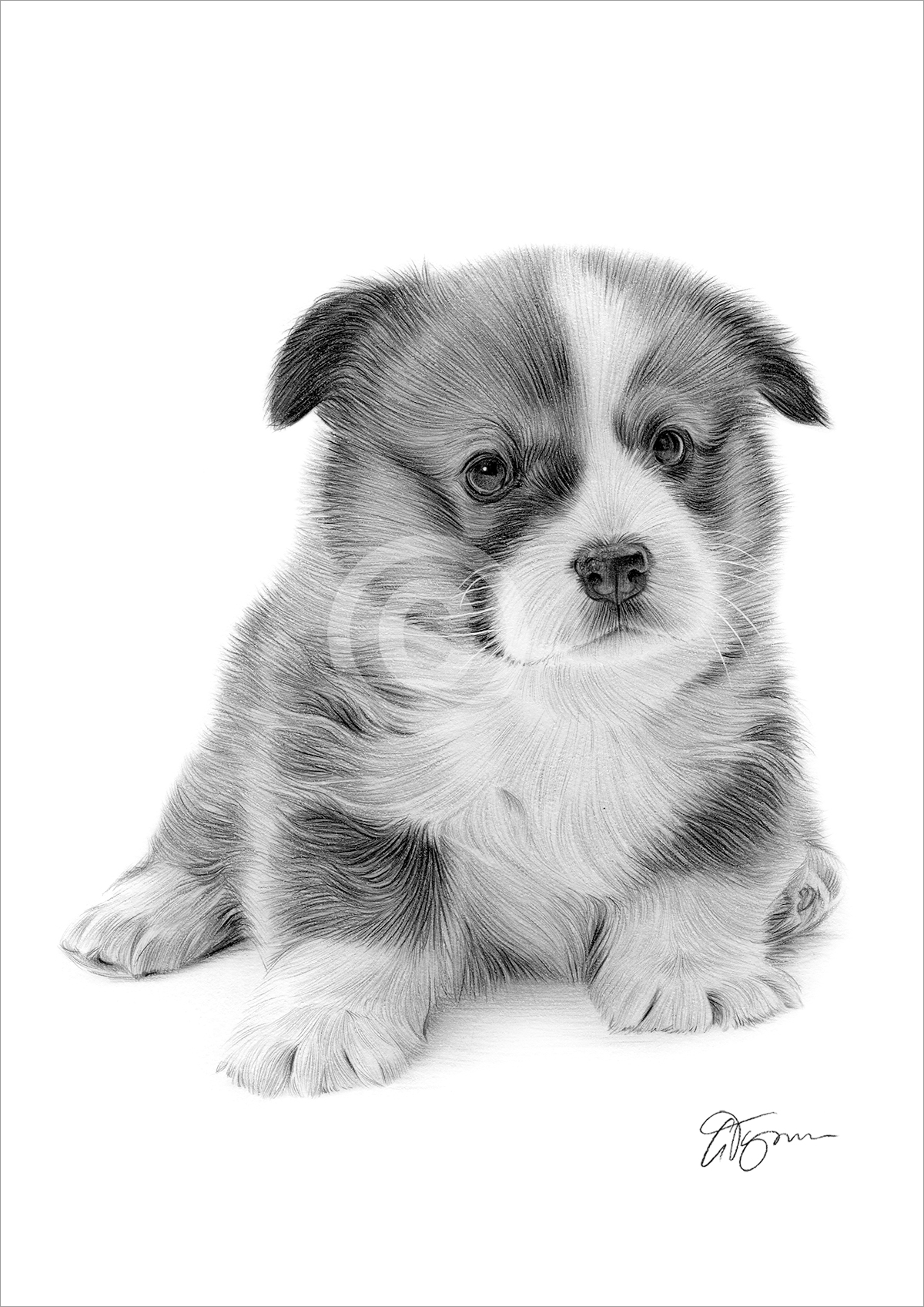Pencil drawing of a Pembrokeshire Corgi puppy Pencil drawing of a Pembrokeshire Corgi puppy by artist Gary Tymon