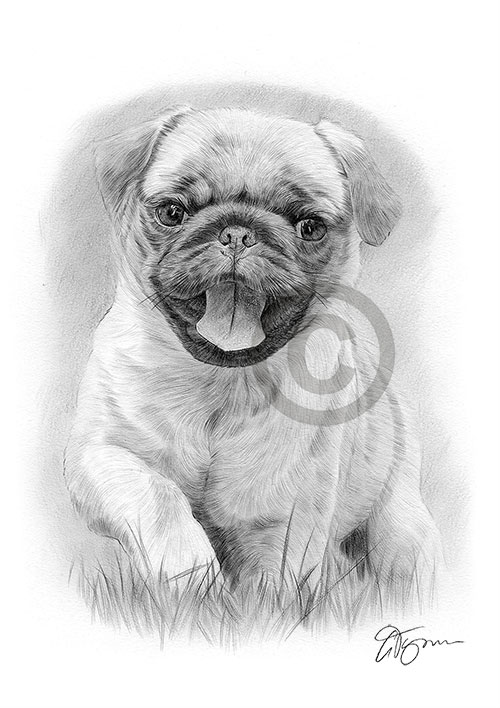 Pencil drawing of a Pug puppy