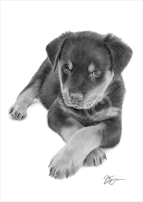 Pencil drawing of a Rottweiler puppy