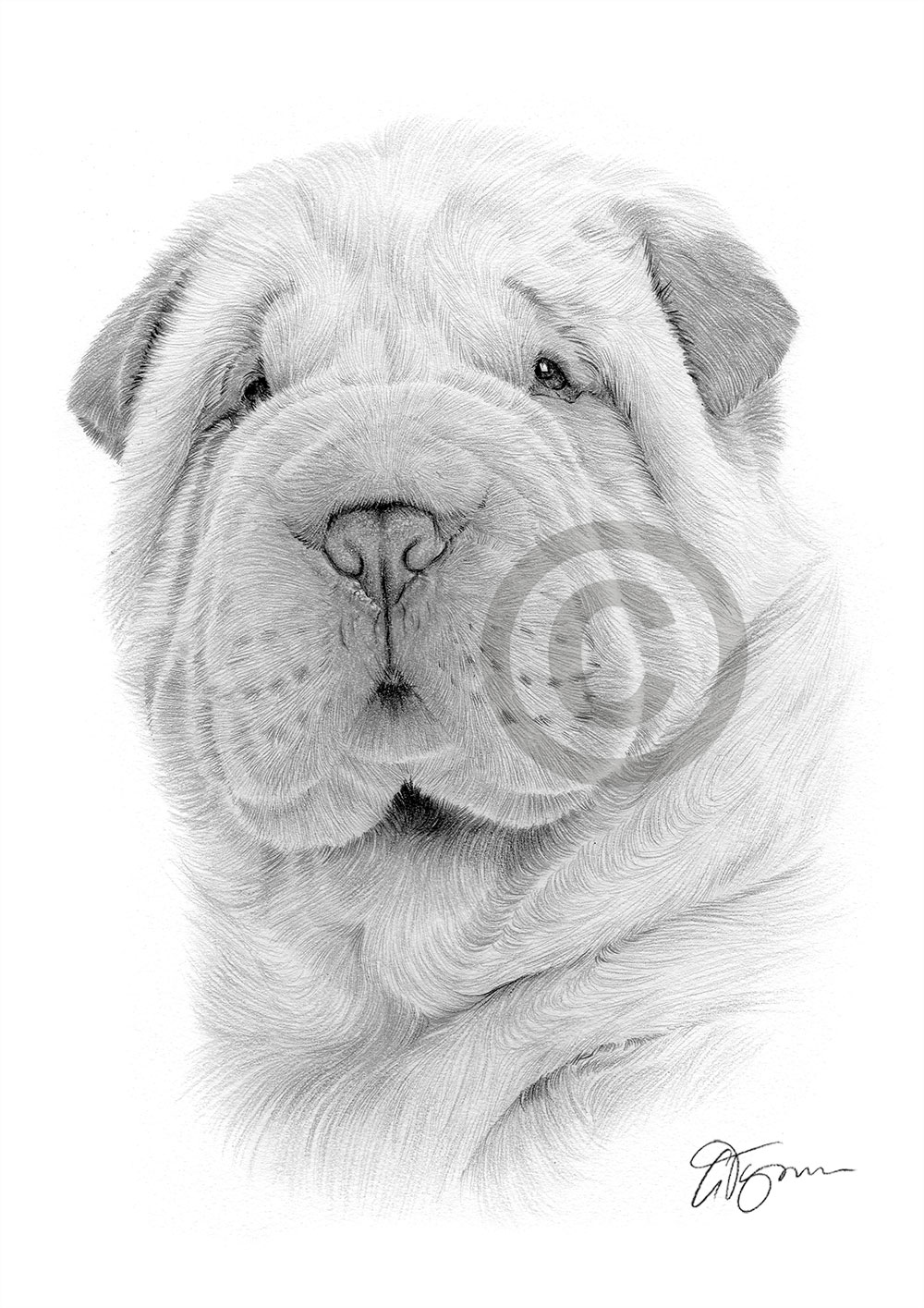 Pencil drawing of a Shar Pei puppy Pencil drawing of a Shar Pei puppy by artist Gary Tymon