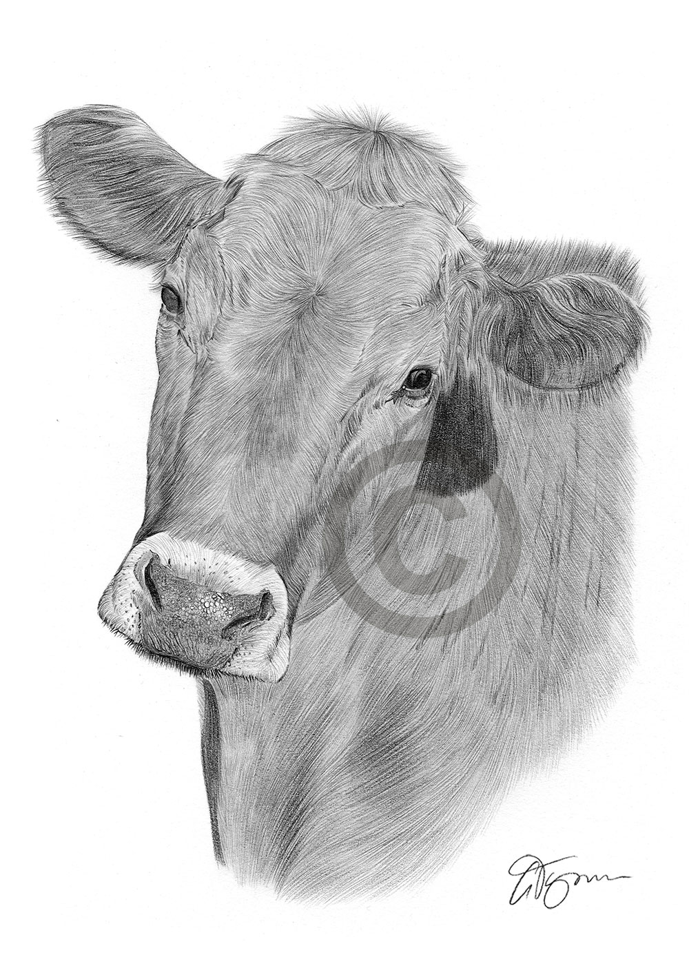 Pencil drawing of a Cow by artist Gary Tymon