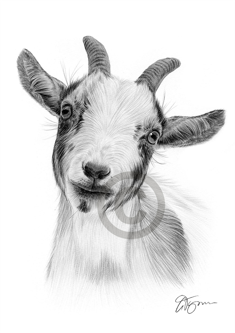 Pencil drawing of a Pygmy Goat Pencil drawing of a Pygmy Goat by artist Gary Tymon