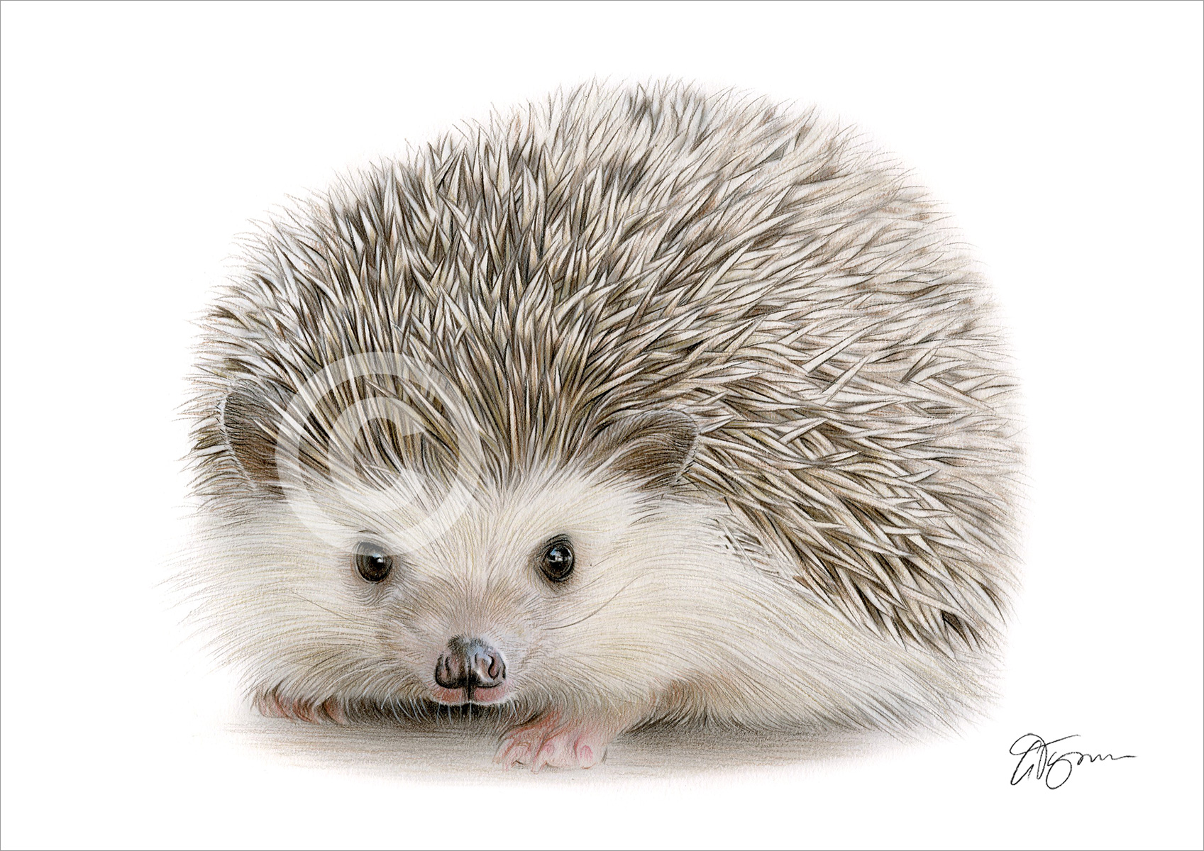 Colour pencil drawing of a Hedgehog by artist Gary Tymon