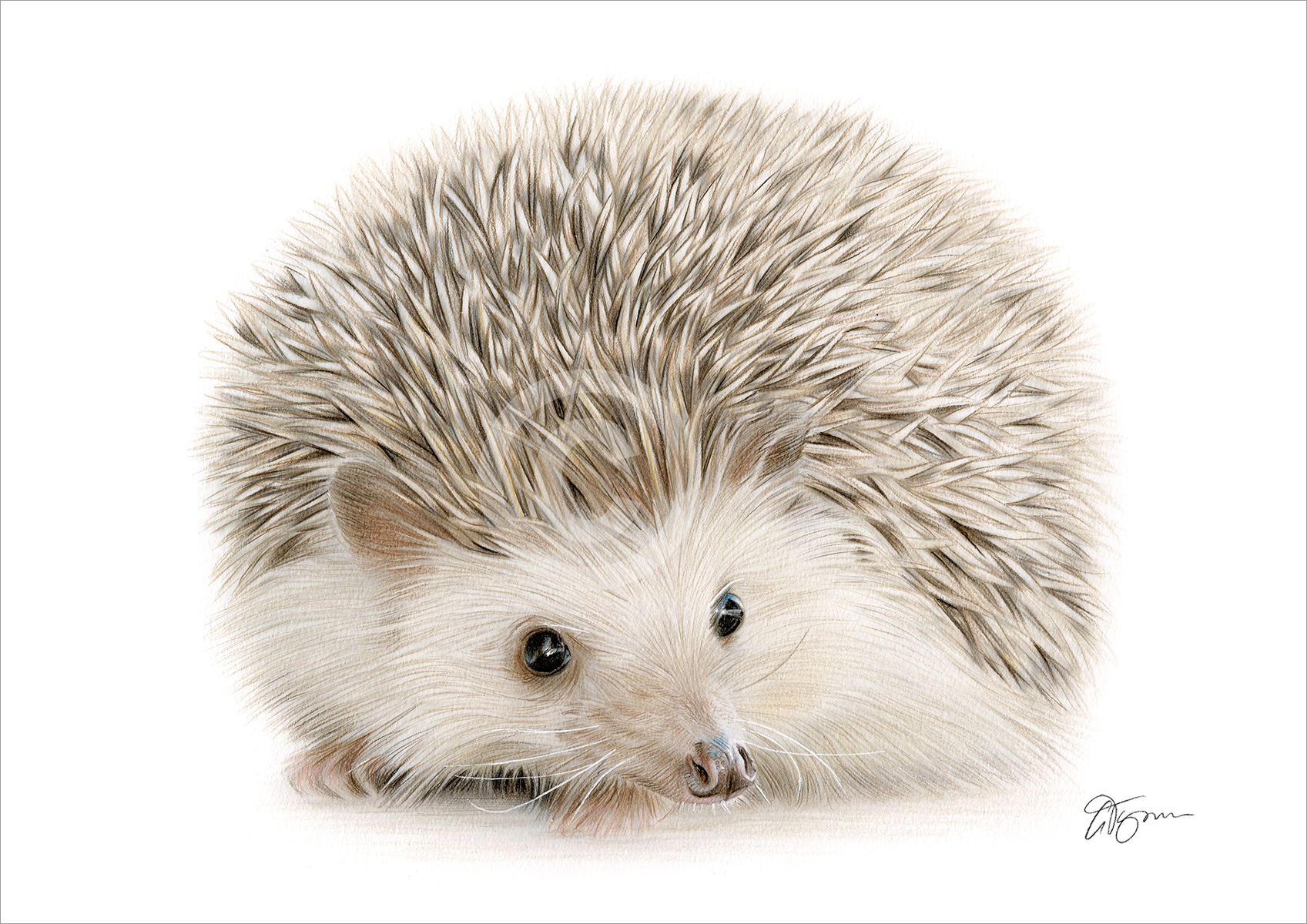 Colour pencil drawing of a young Hedgehog by artist Gary Tymon