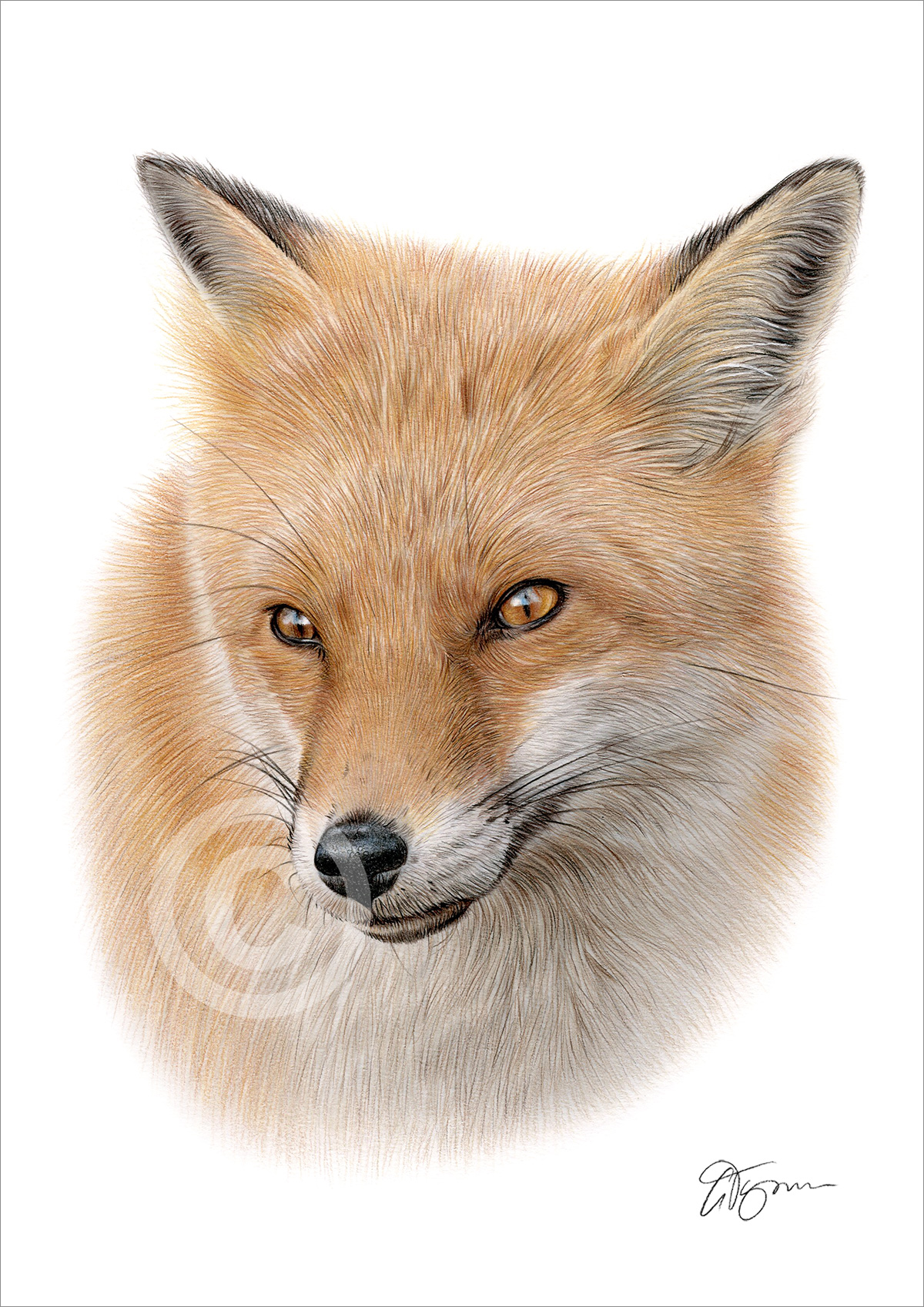 Colour pencil drawing of a young Red Fox by artist Gary Tymon