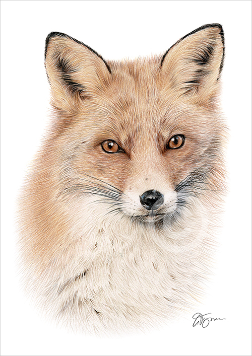 Colour pencil drawing of a Red Fox