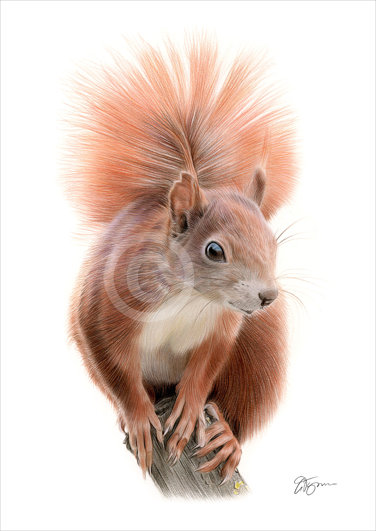 Colour pencil drawing of an adult Red Squirrel by artist Gary Tymon