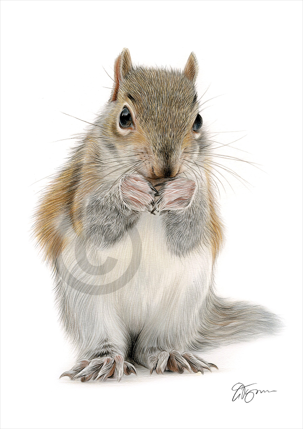 Colour pencil drawing of a young Red Squirrel by artist Gary Tymon