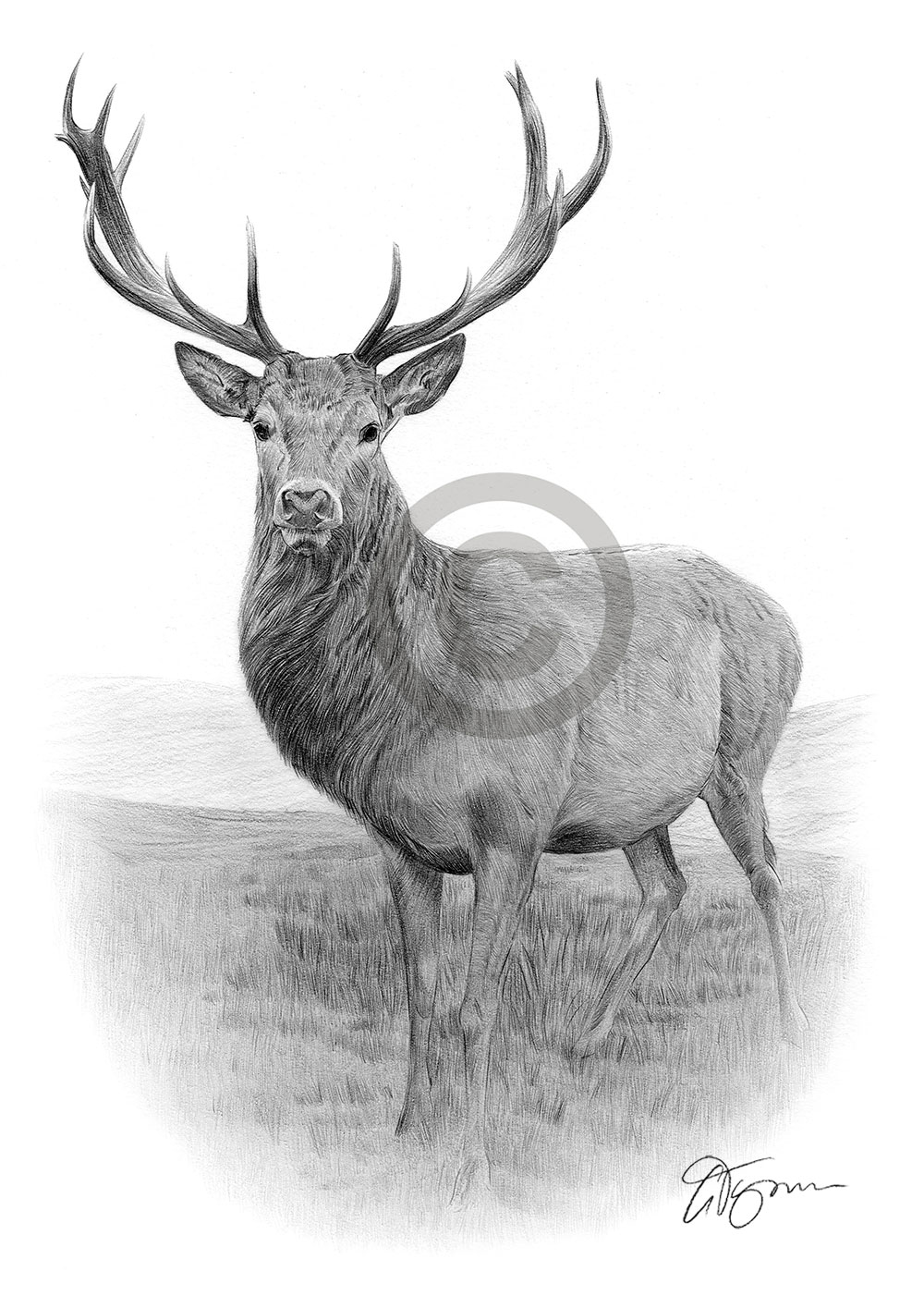 Pencil drawing of a Stag by artist Gary Tymon