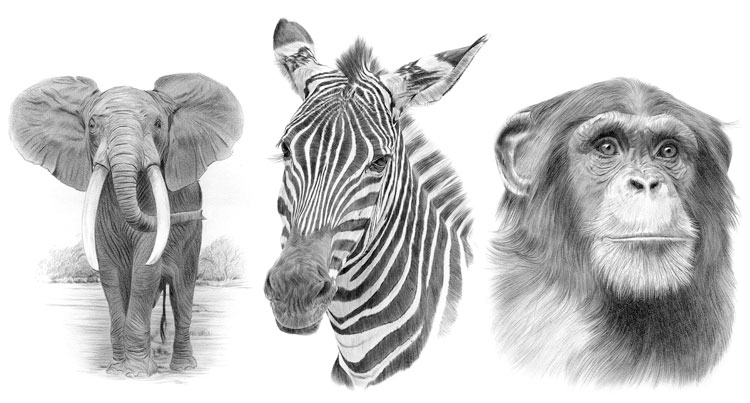 Print gallery for African wildlife pencil drawings
