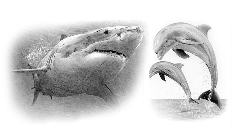 Print gallery for pencil drawings of aquatic animals