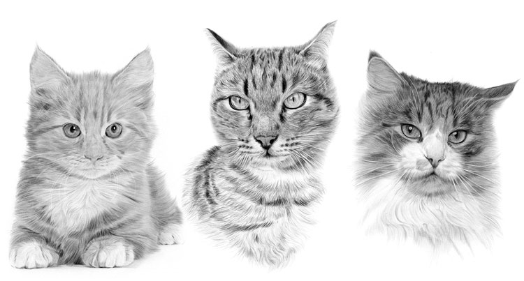Print gallery for domestic cat pencil drawings