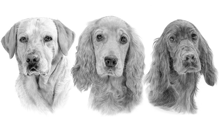 Print gallery for the gun dog breed