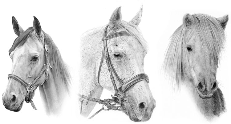 Print gallery for pencil drawings of horses