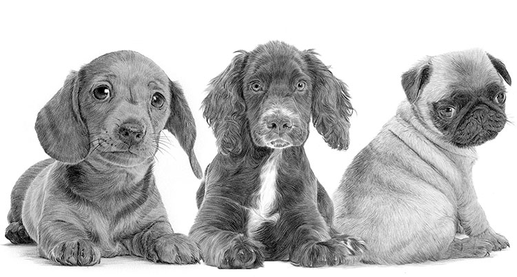 Print galleries for pencil drawings of puppies