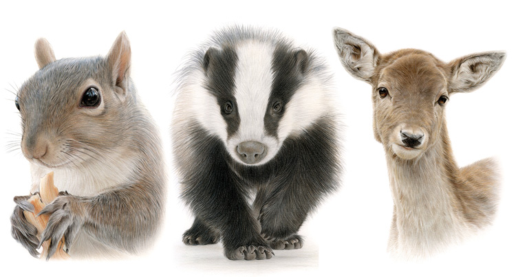 Print gallery for woodland and farm animal pencil drawings