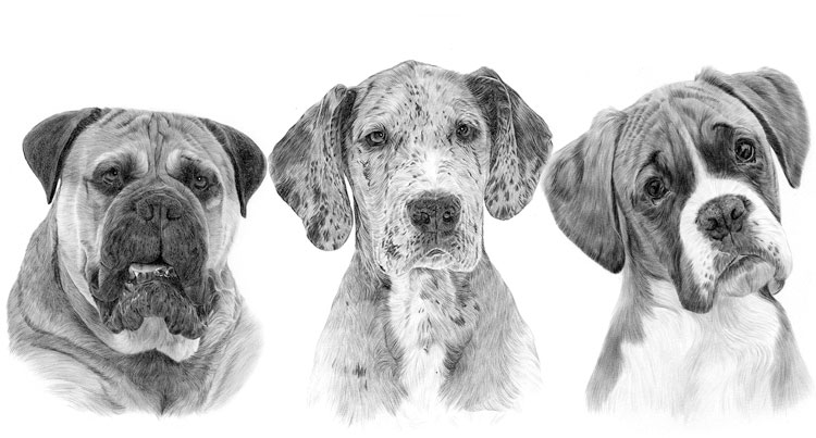 Print gallery for the working dog breed